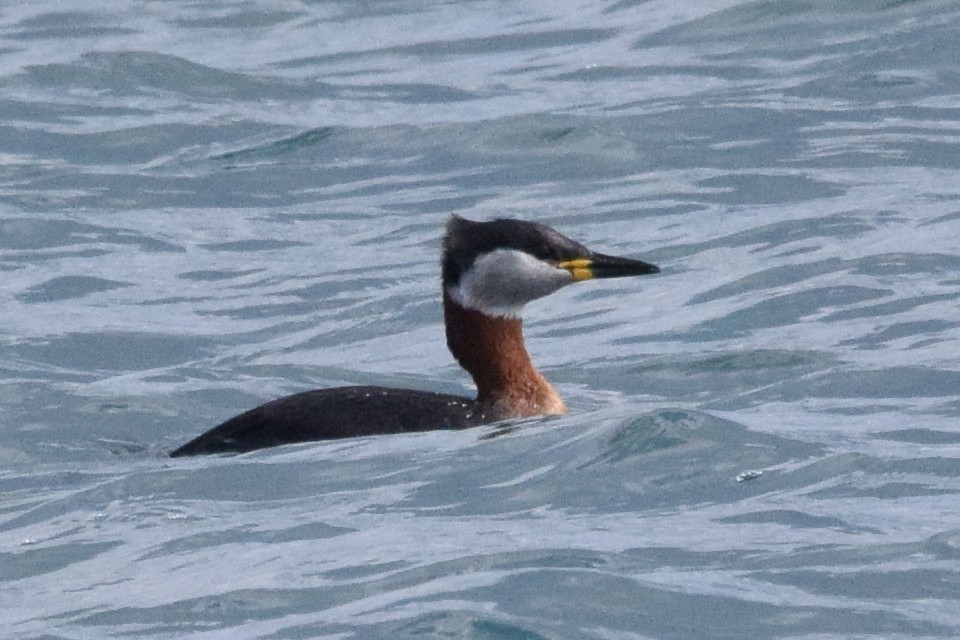 Red-necked Grebe - ML638392075