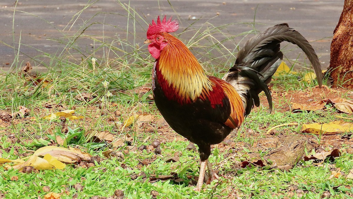 Coq bankiva (forme domestique) - ML638392076