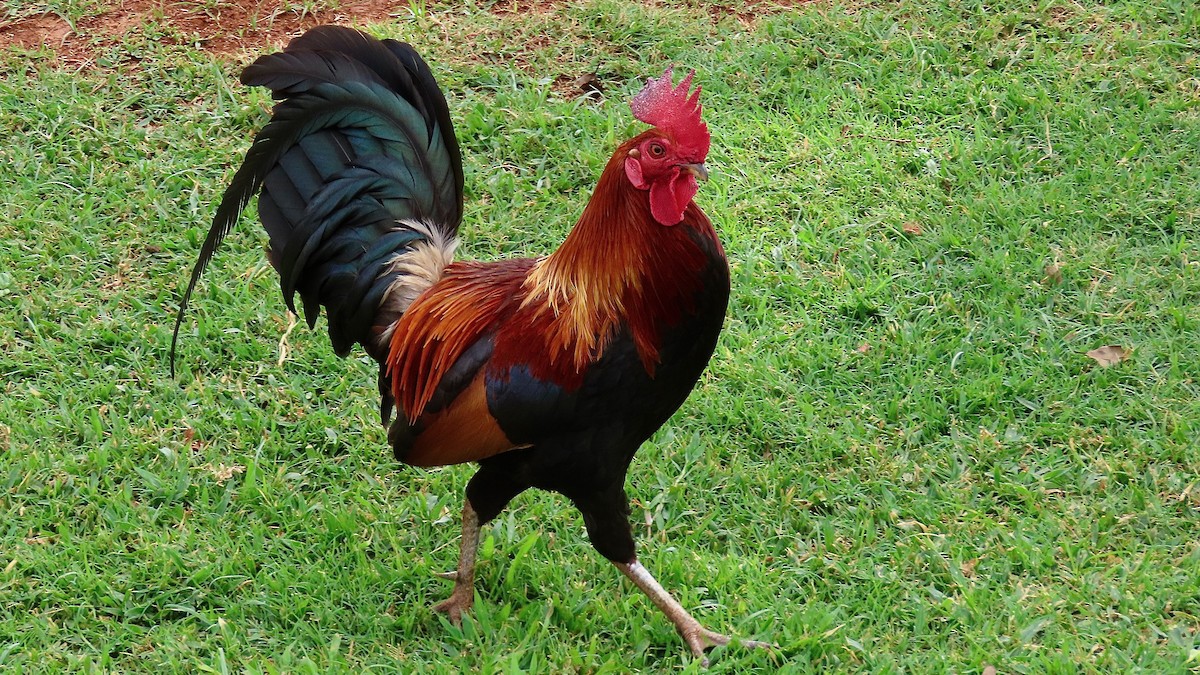 Coq bankiva (forme domestique) - ML638392077