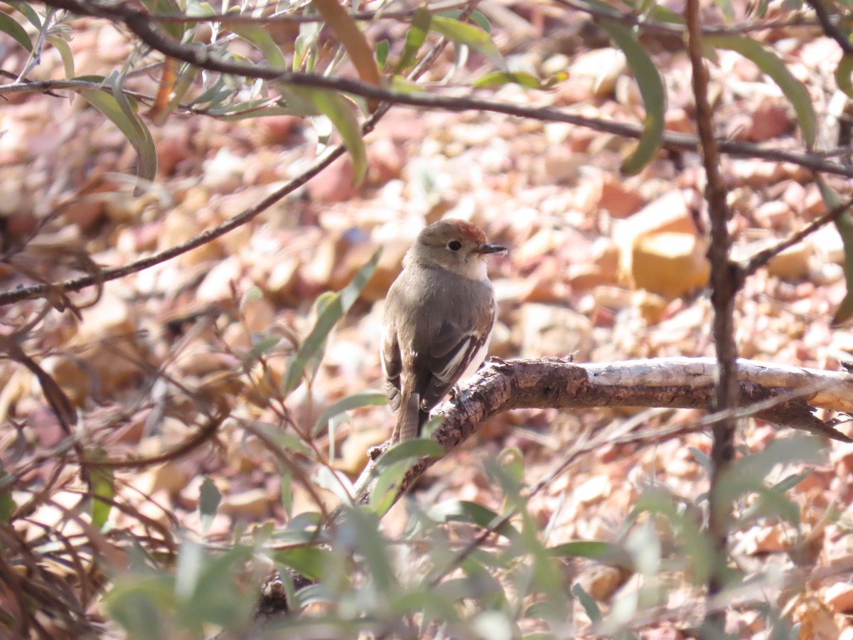 Red-capped Robin - ML638392089