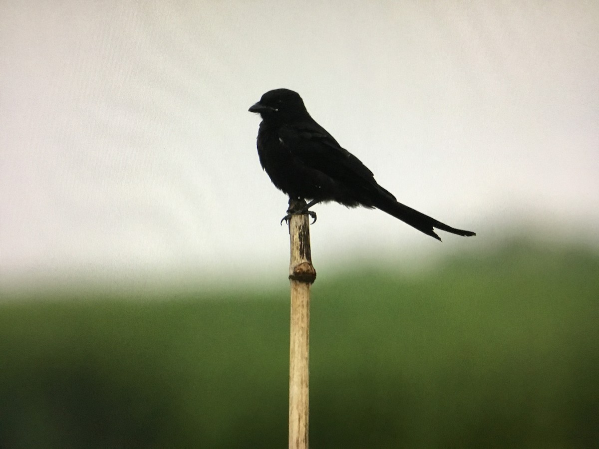Black Drongo - ML638392091