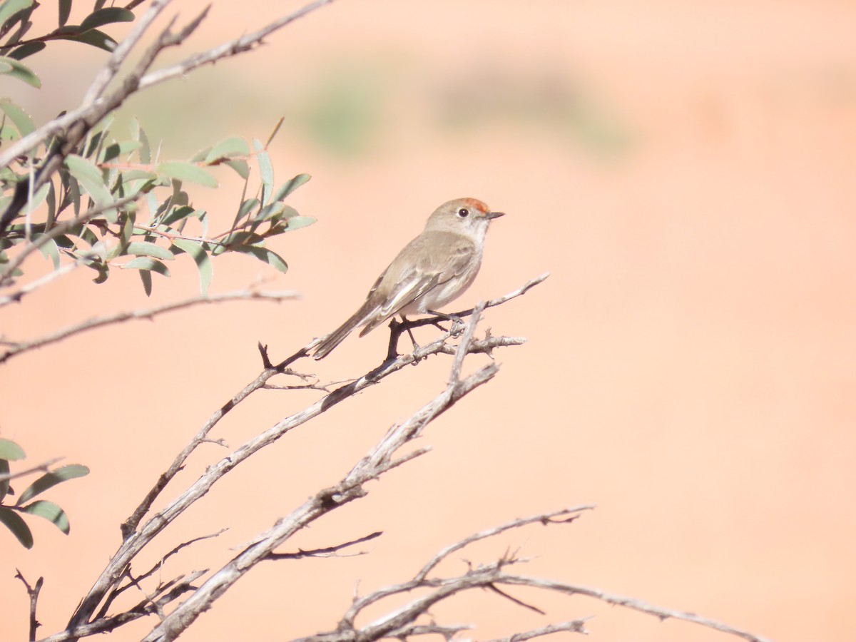 Red-capped Robin - ML638392092