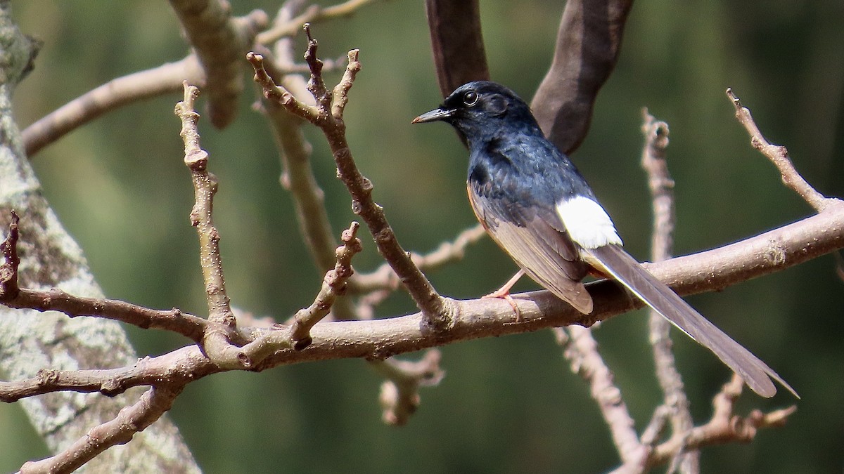 White-rumped Shama - ML638392096