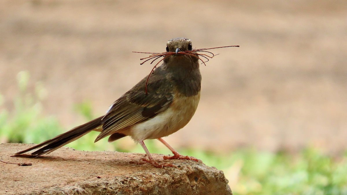 White-rumped Shama - ML638392097
