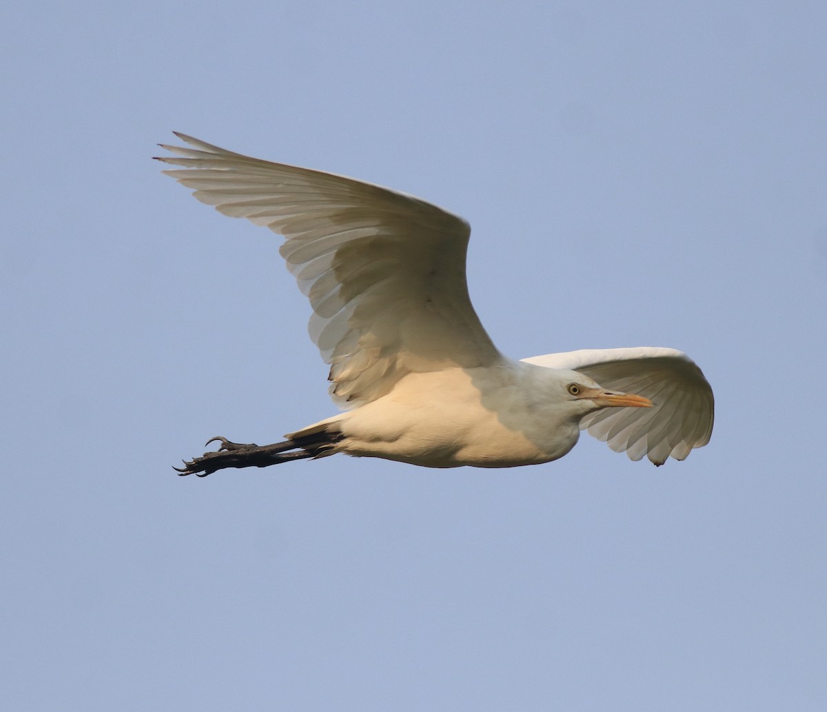 Eastern Cattle-Egret - ML638392098