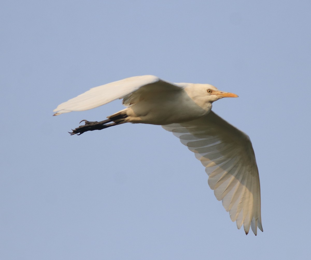 Eastern Cattle-Egret - ML638392099