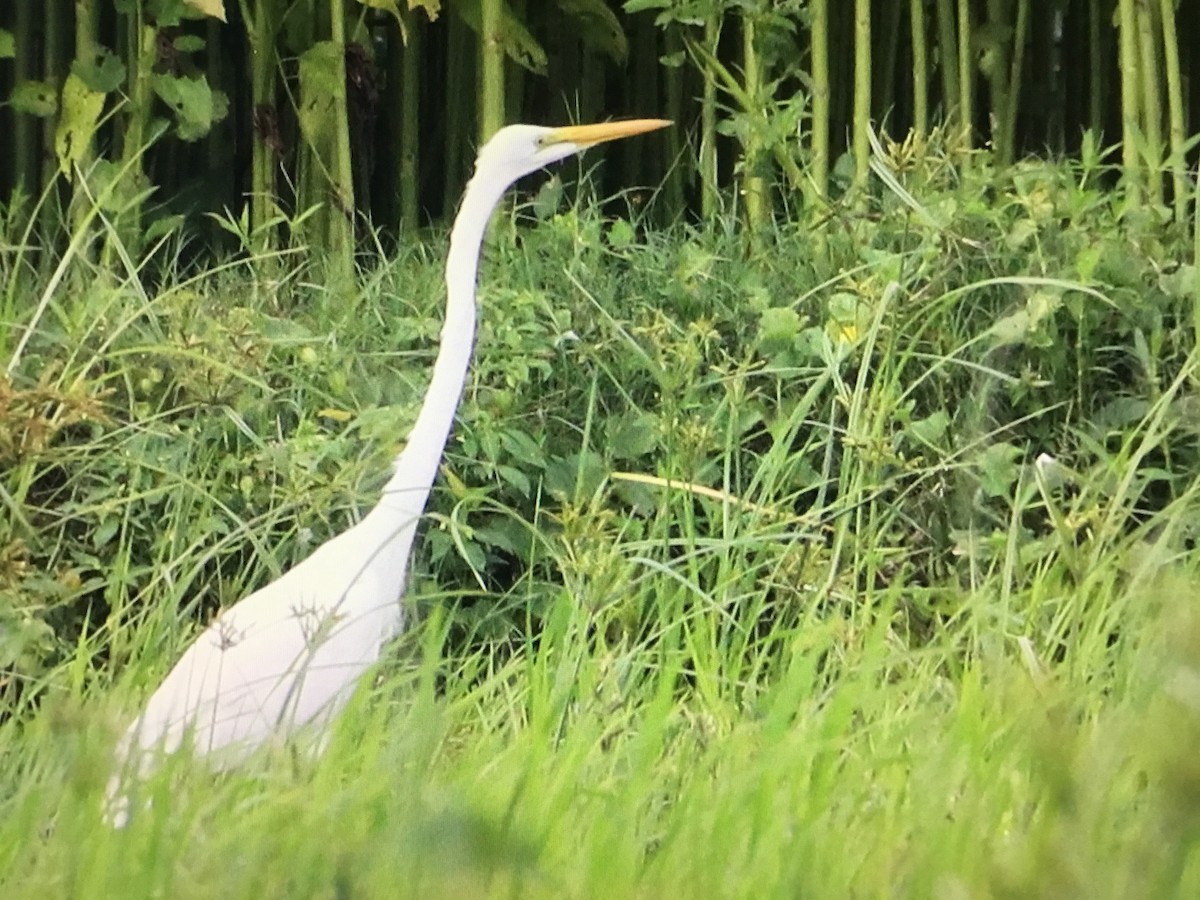 Medium Egret - ML638392101