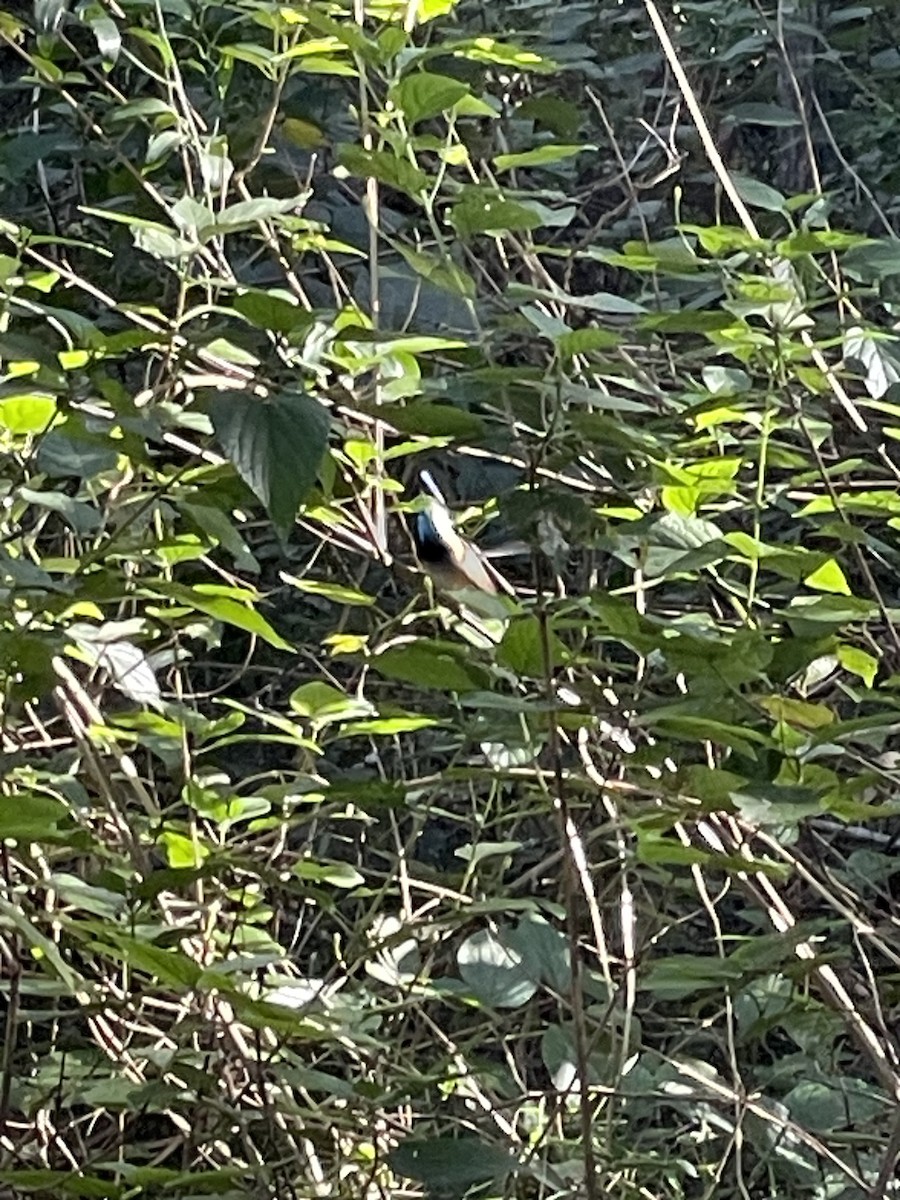 Variegated Fairywren - ML638392102