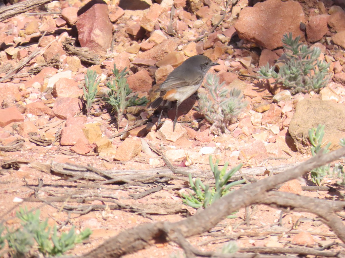 Chestnut-rumped Thornbill - ML638392110