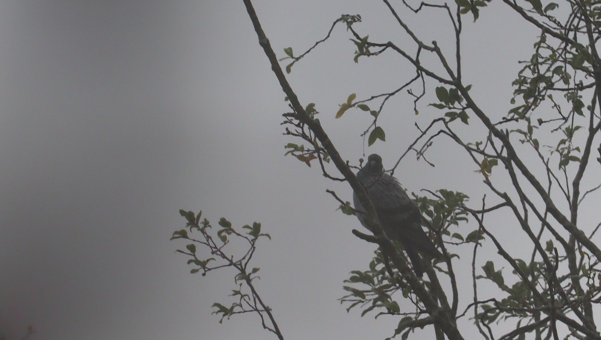 Pigeon biset - ML638392118