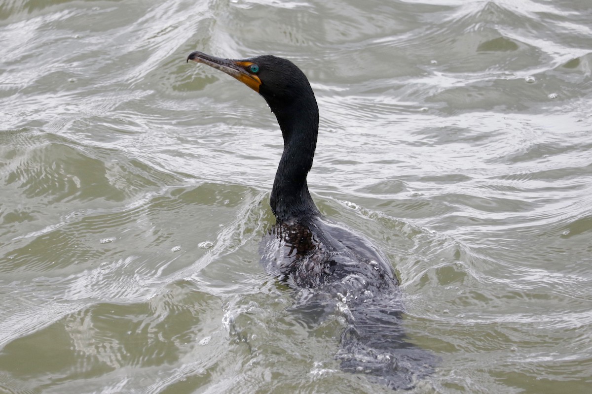 Cormoran à aigrettes - ML638392125