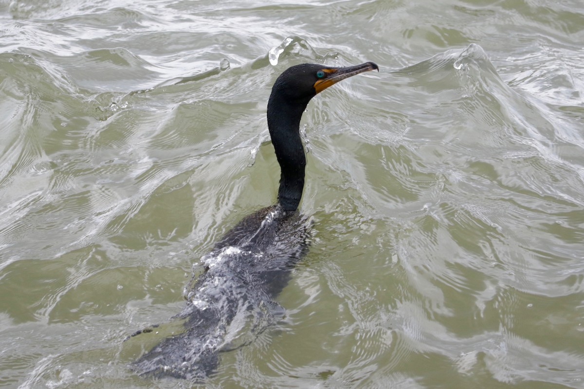 Cormoran à aigrettes - ML638392126