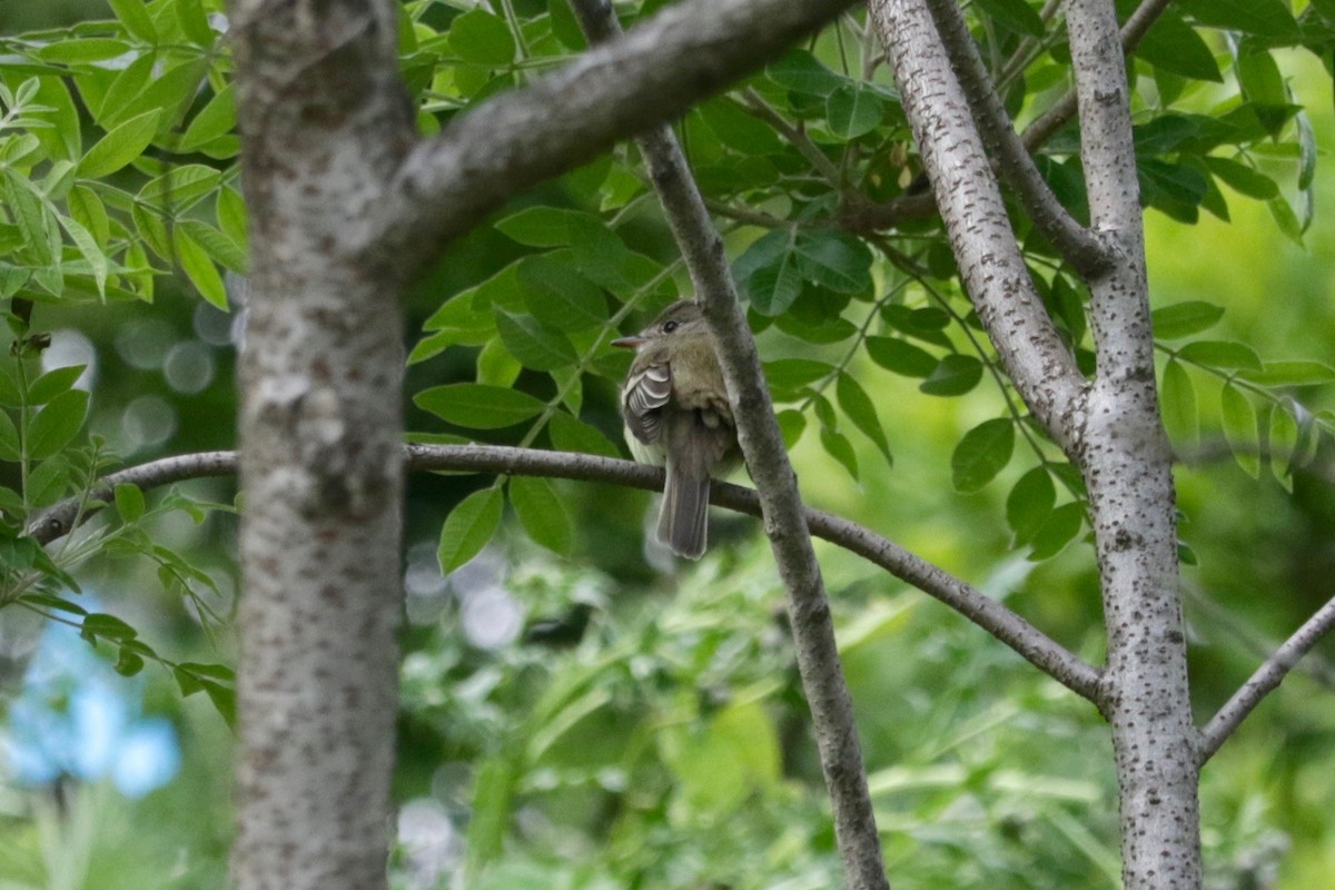 Alder/Willow Flycatcher (Traill's Flycatcher) - ML638392130