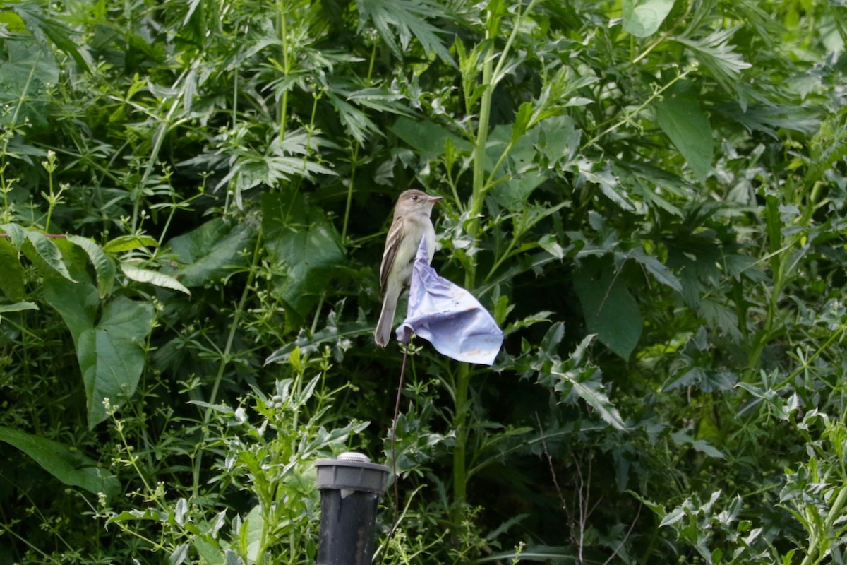 Alder/Willow Flycatcher (Traill's Flycatcher) - ML638392131