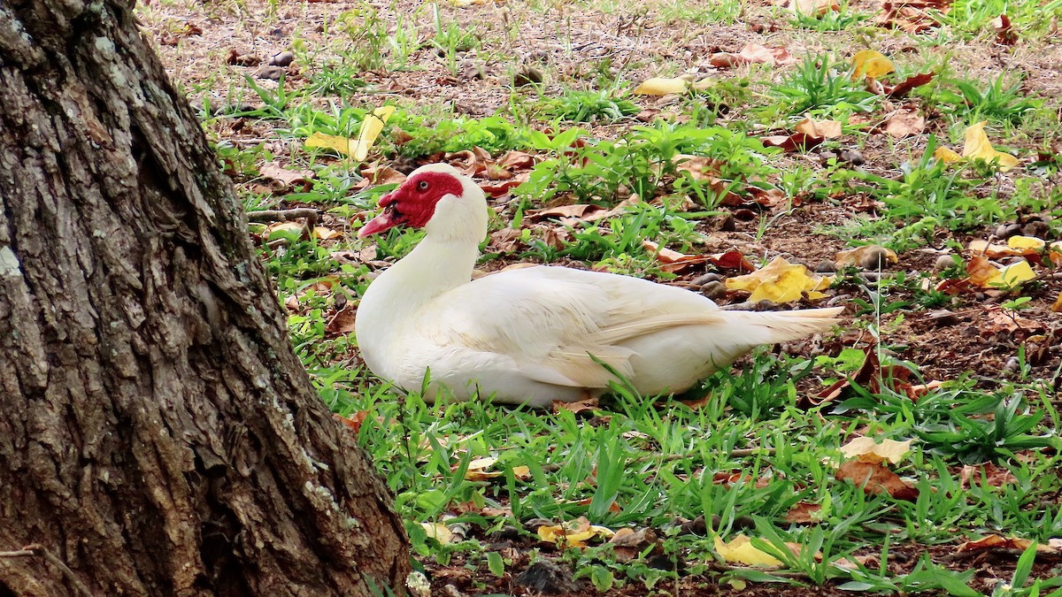 Canard musqué (forme domestique) - ML638392140