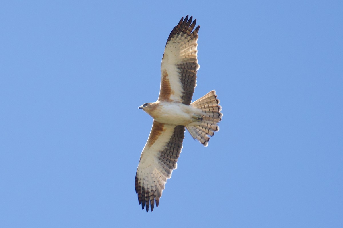 Aigle nain - ML638392142