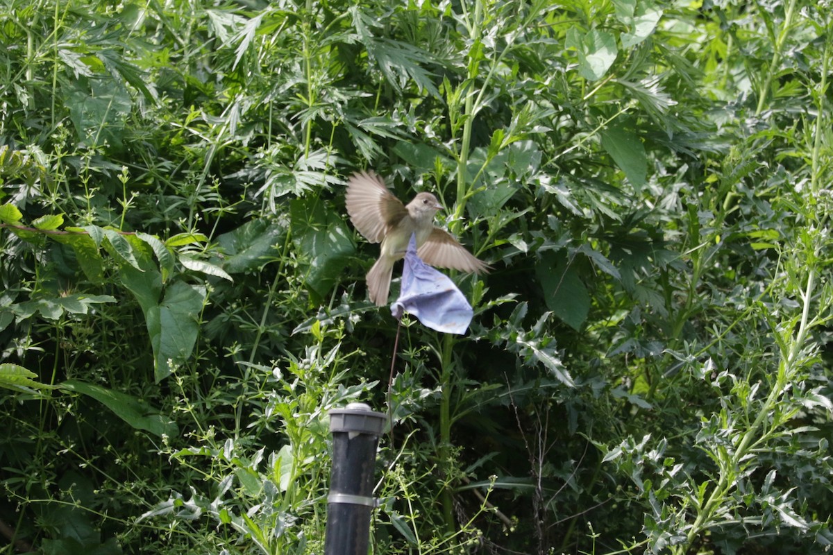 Alder/Willow Flycatcher (Traill's Flycatcher) - ML638392147