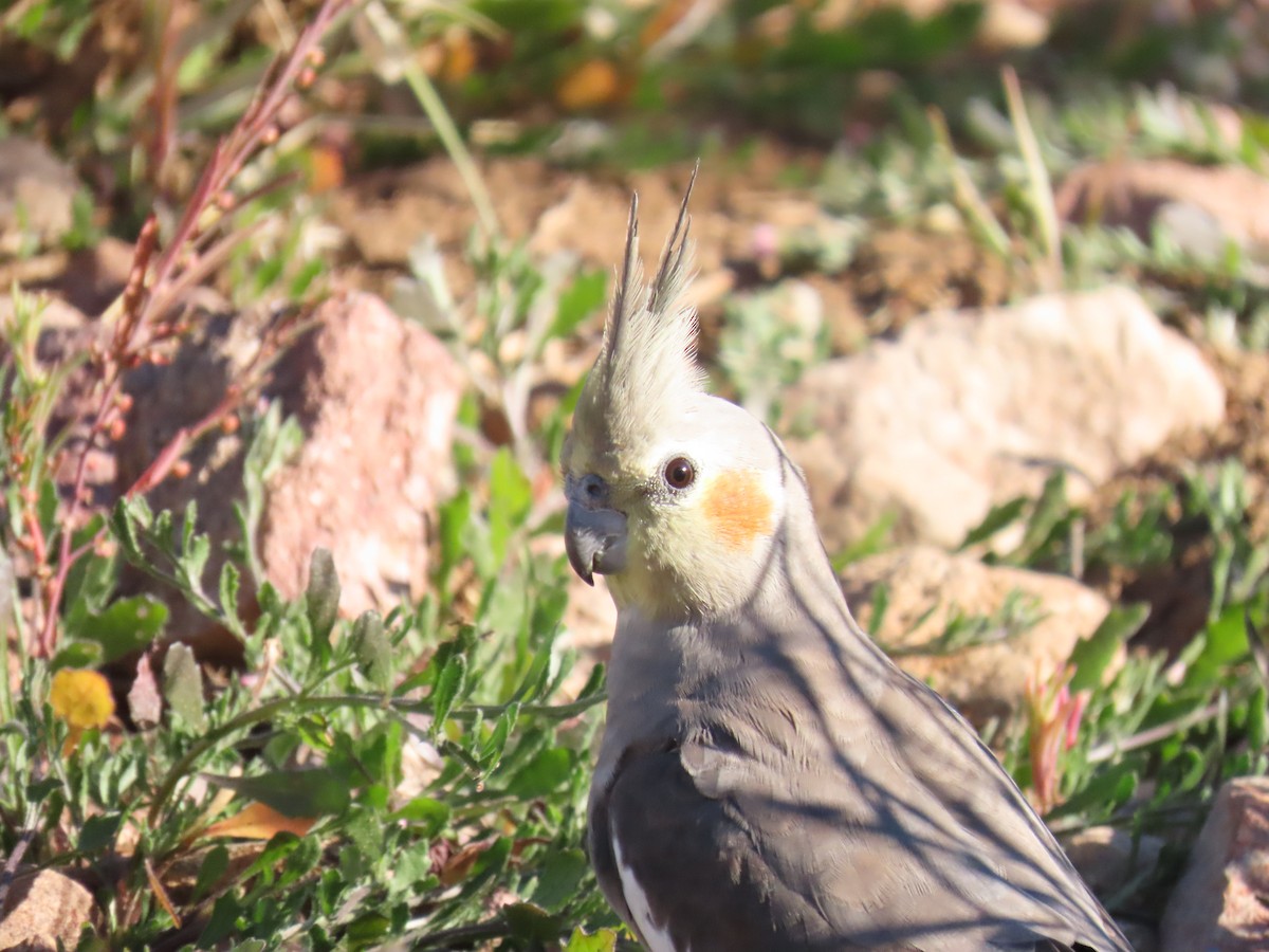 Cockatiel - ML638392159