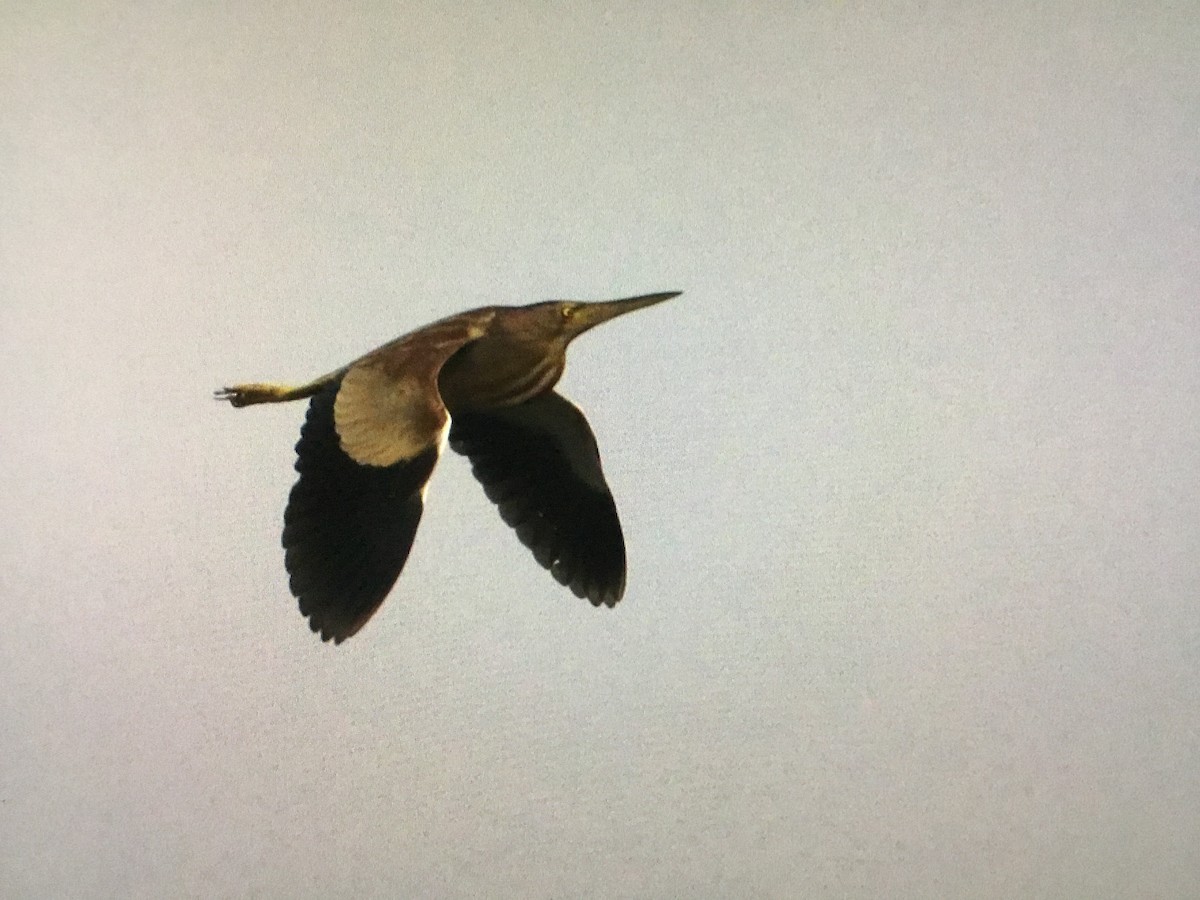 Yellow Bittern - ML638392174