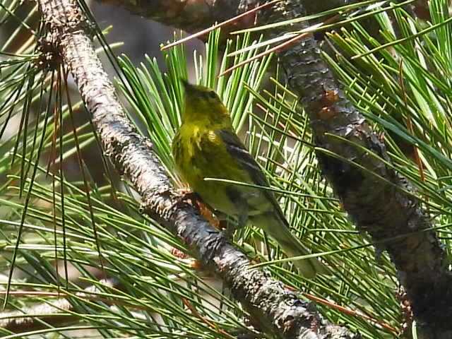 Pine Warbler - ML638392181