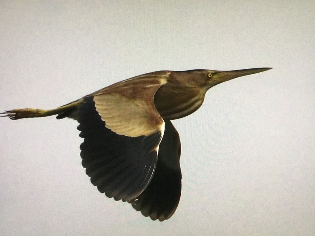 Yellow Bittern - ML638392187