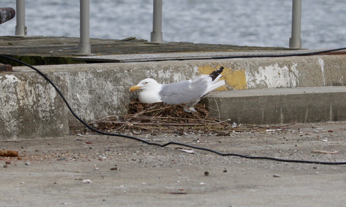 American Herring Gull - ML638392189