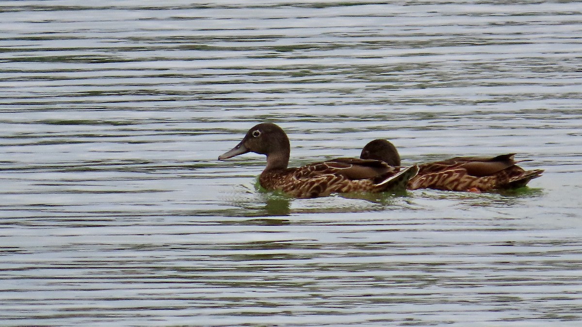Hawaiian Duck - ML638392193
