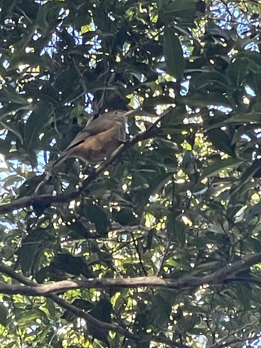 Rufous Shrikethrush - ML638392196