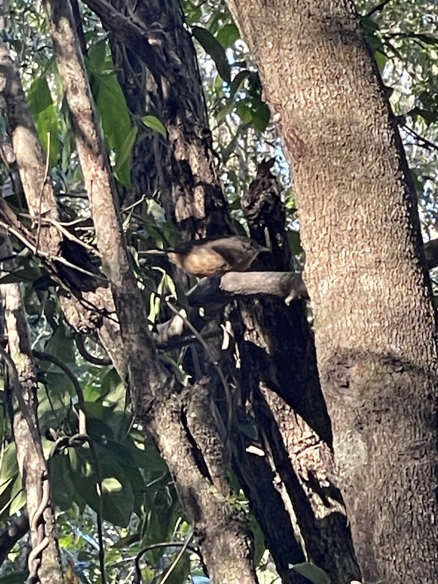 Rufous Shrikethrush - ML638392197