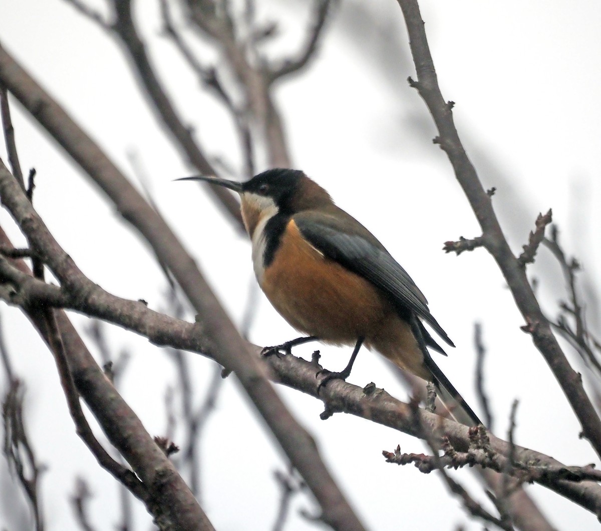 Eastern Spinebill - ML638392198