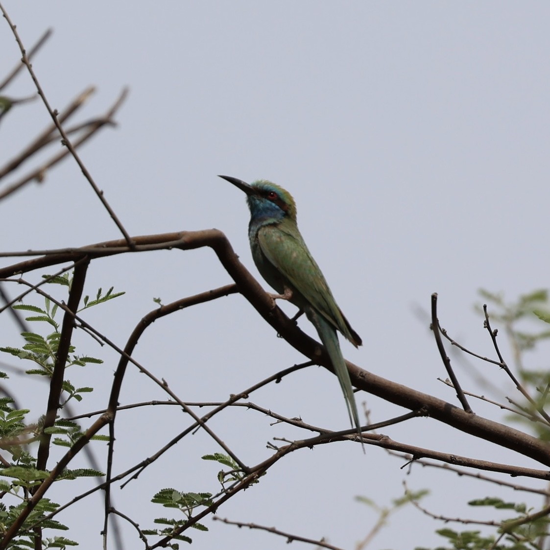 Arabian Green Bee-eater - ML638392216