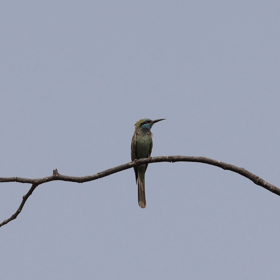 Arabian Green Bee-eater - ML638392217