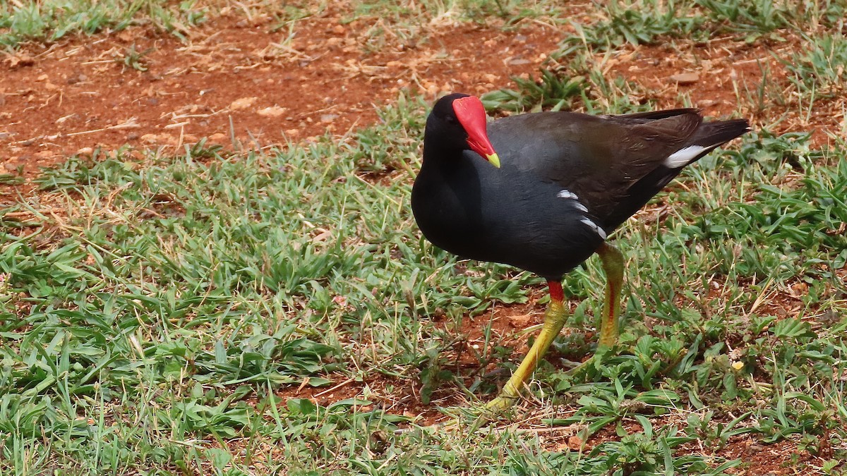 Common Gallinule - ML638392226