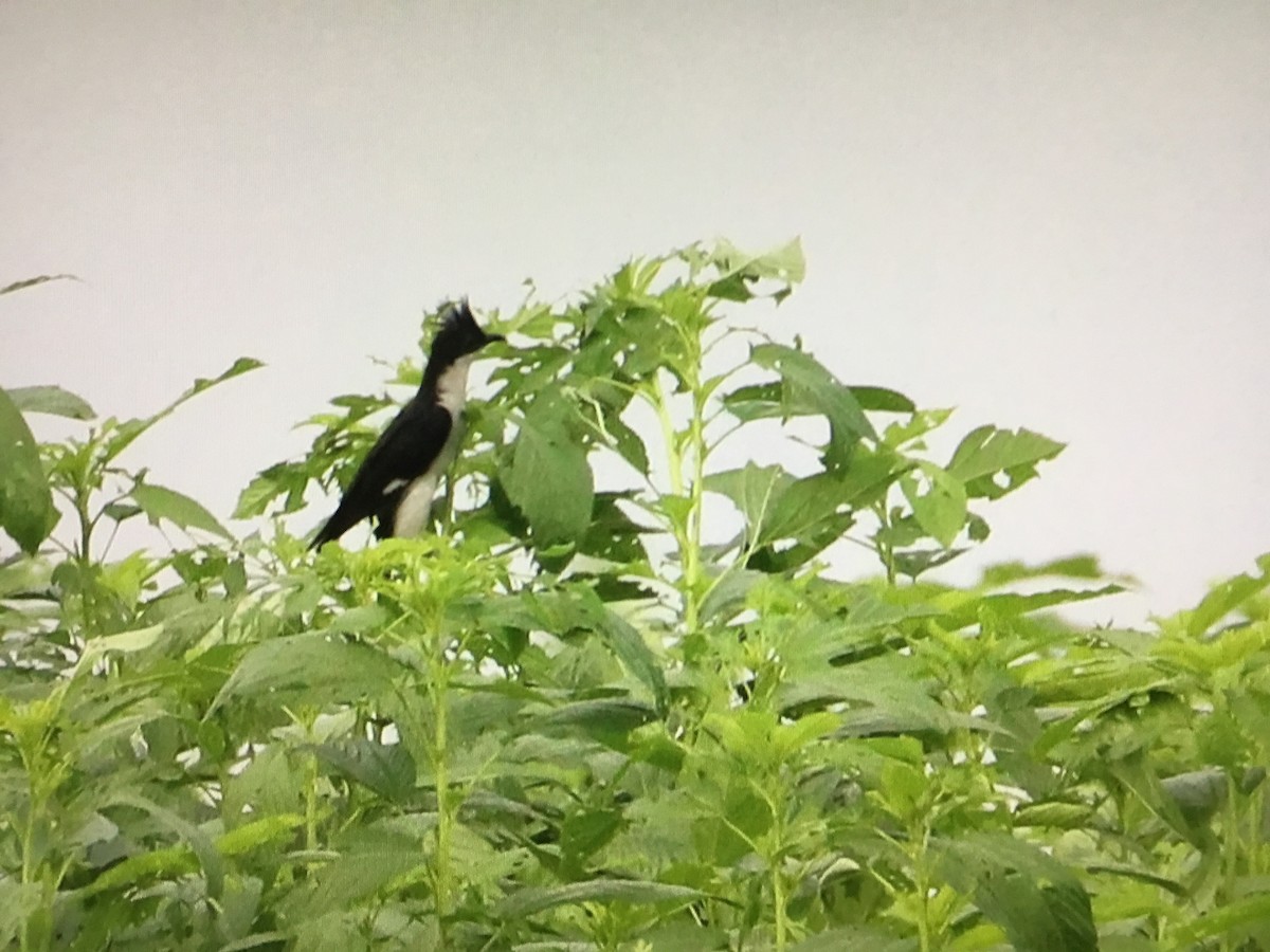 Pied Cuckoo - ML638392227
