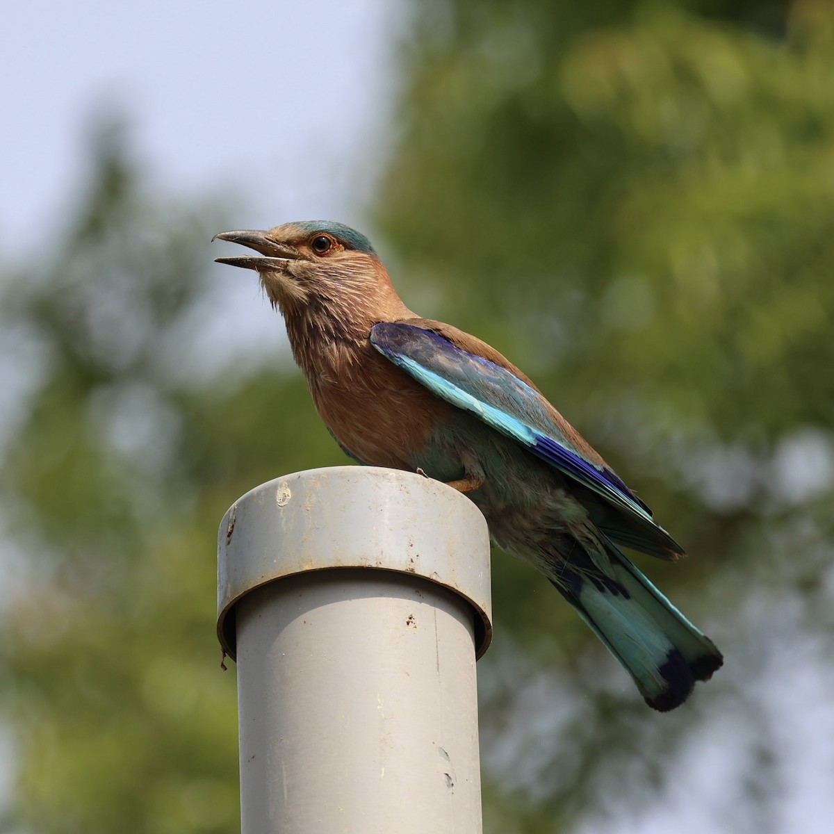Indian Roller - ML638392230