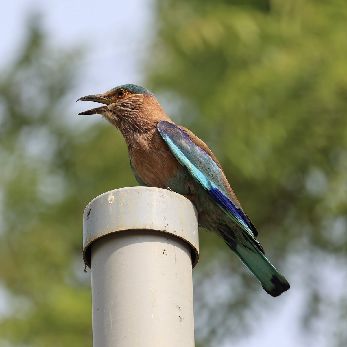 Indian Roller - ML638392231
