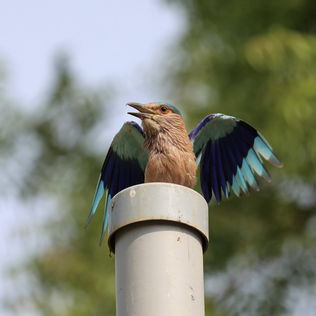 Indian Roller - ML638392232