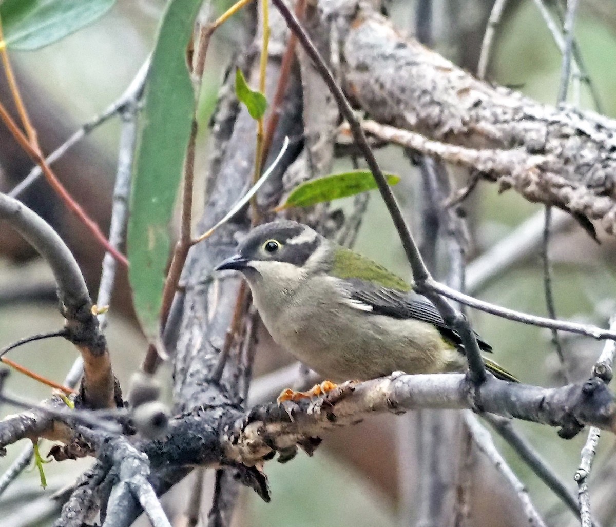 Brown-headed Honeyeater - ML638392233