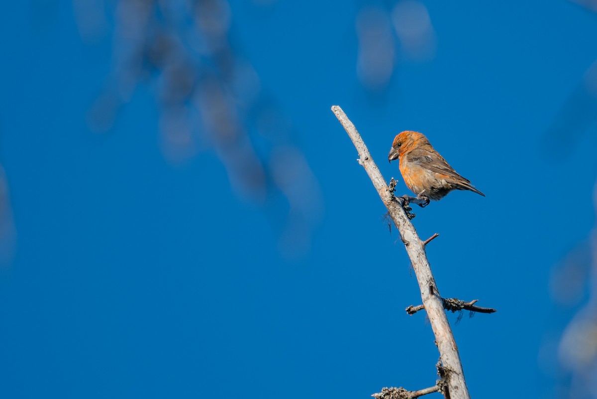 Parrot Crossbill - ML638392238