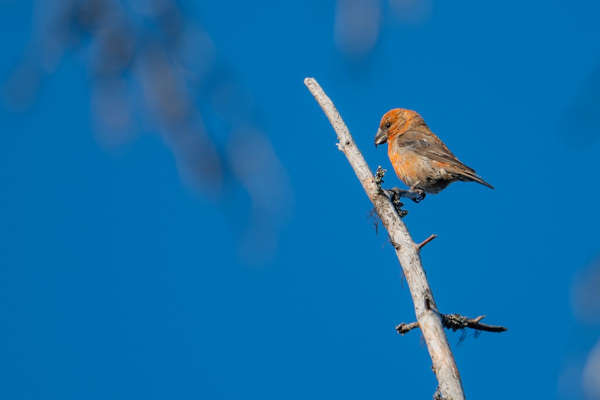 Parrot Crossbill - ML638392239