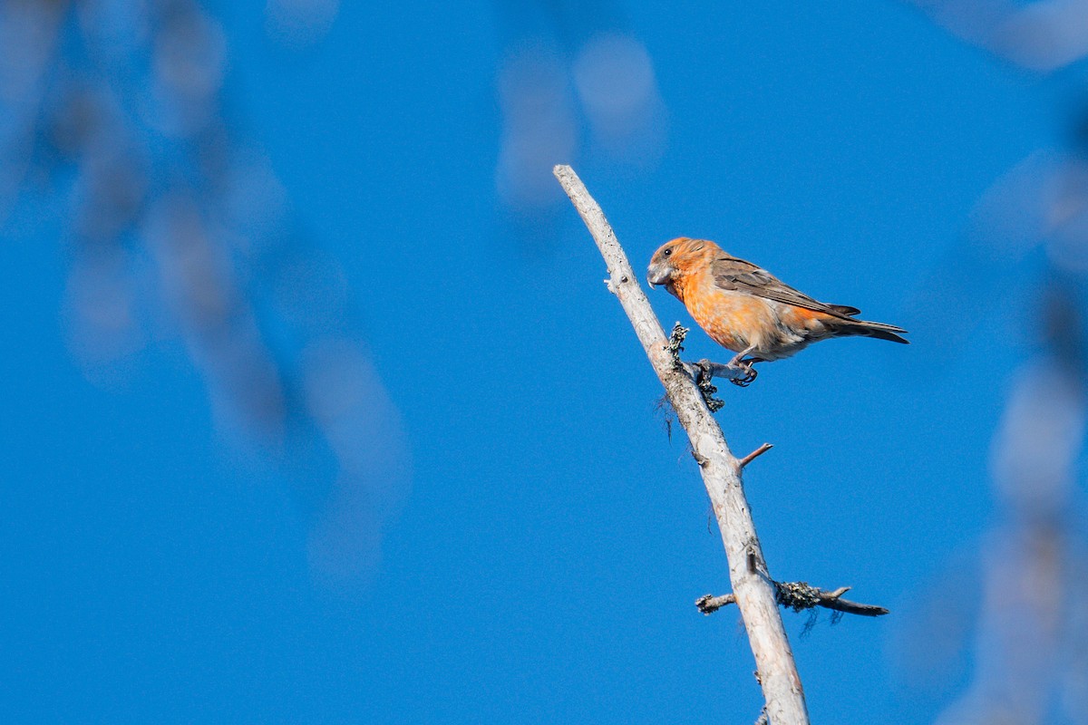 Parrot Crossbill - ML638392240