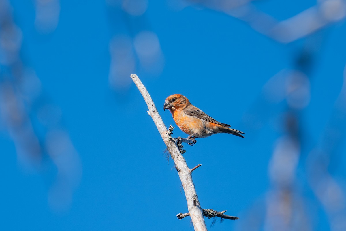 Parrot Crossbill - ML638392241