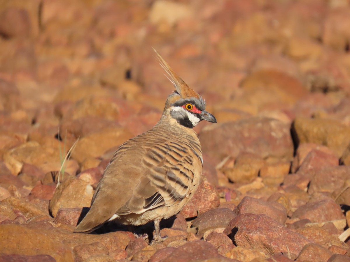 Spinifex Pigeon - ML638392242
