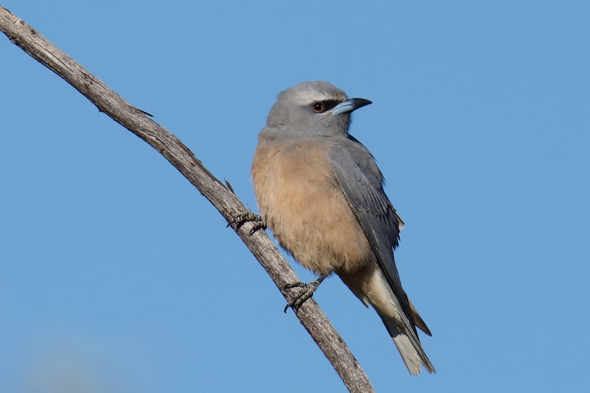 Black-faced Woodswallow - ML638392243