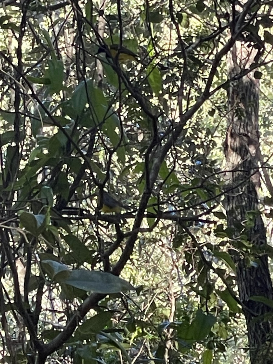 Golden Whistler - ML638392246
