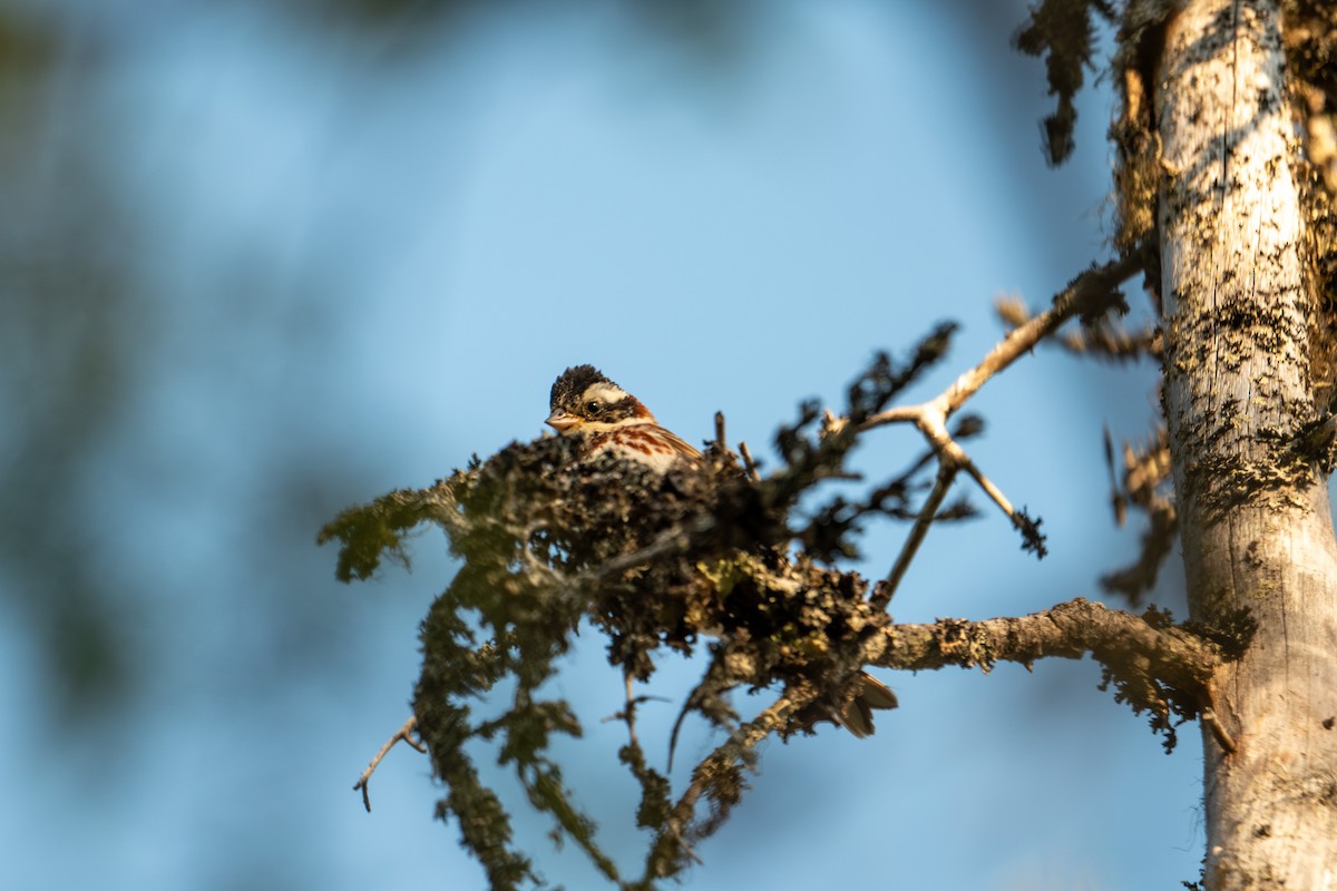 Rustic Bunting - ML638392247