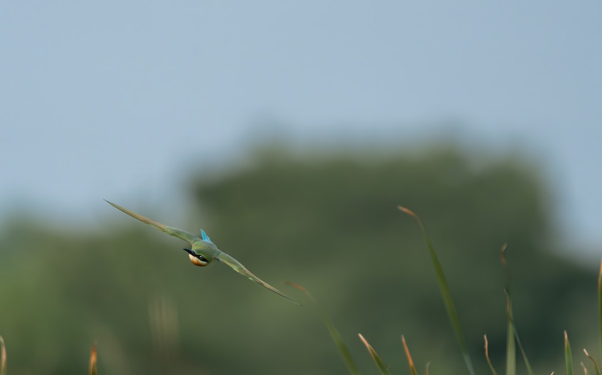 Blue-tailed Bee-eater - ML638392248