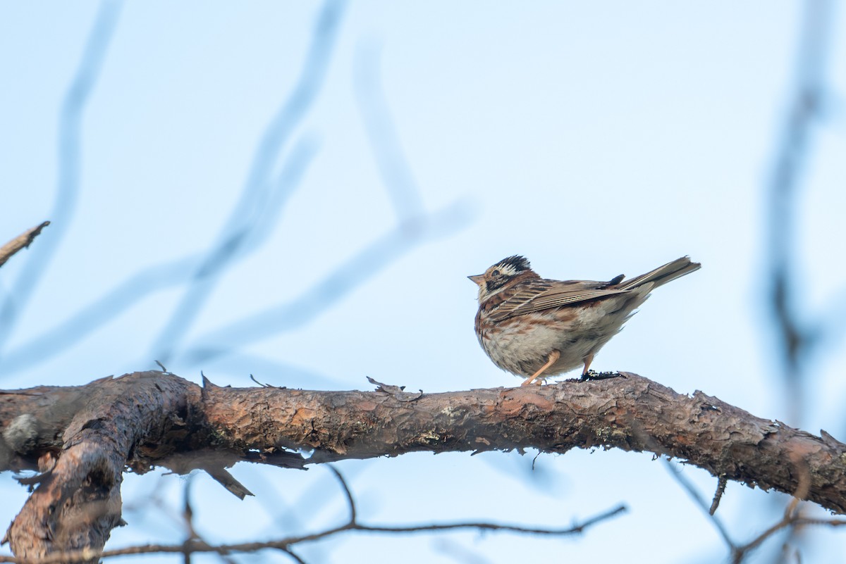 Rustic Bunting - ML638392251