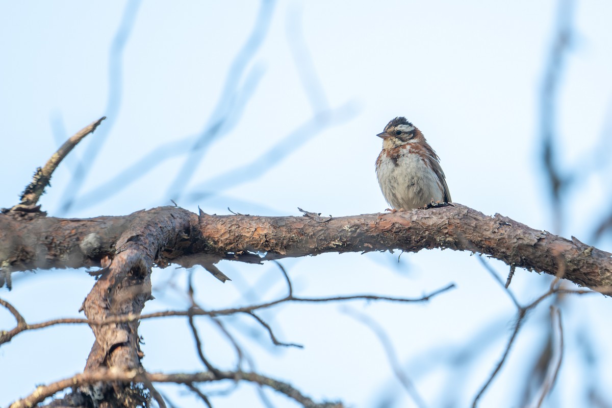Rustic Bunting - ML638392252