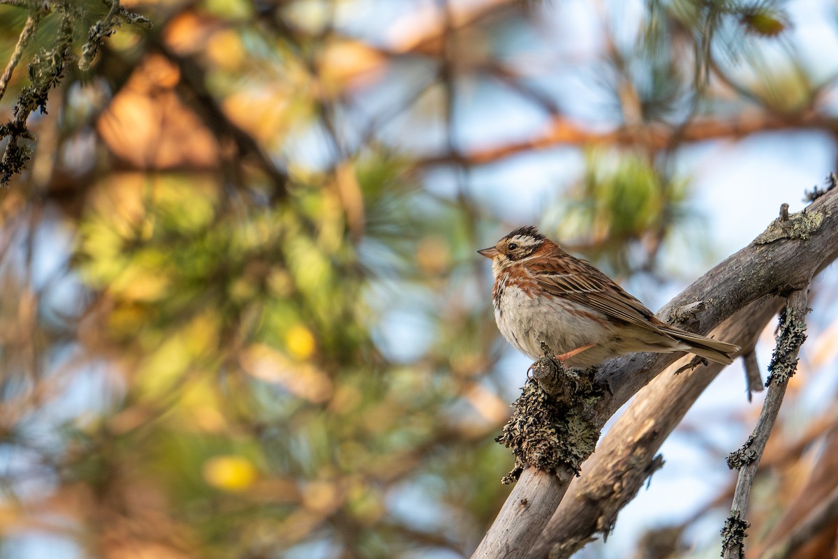 Rustic Bunting - ML638392256
